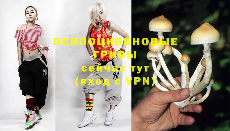 omg ONION  наркошоп  Аксай  Галлюциногенные грибы Cubensis 